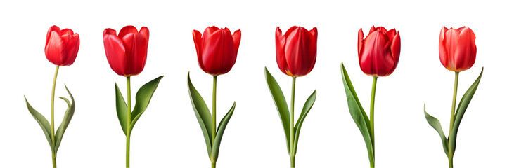 Red tulip flower collection isolated on a transparent background