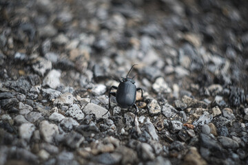 Macro photo of a beetle walking on asphalt