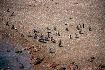 Punta Tombo