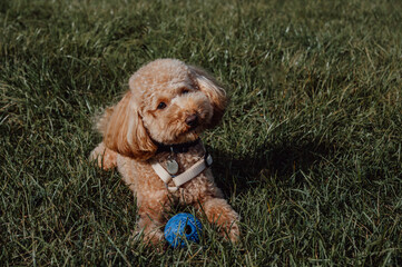 Poodle playing with rubber ball in the park. Copy space banner