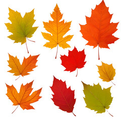 Obraz premium autumn leaves isolated 