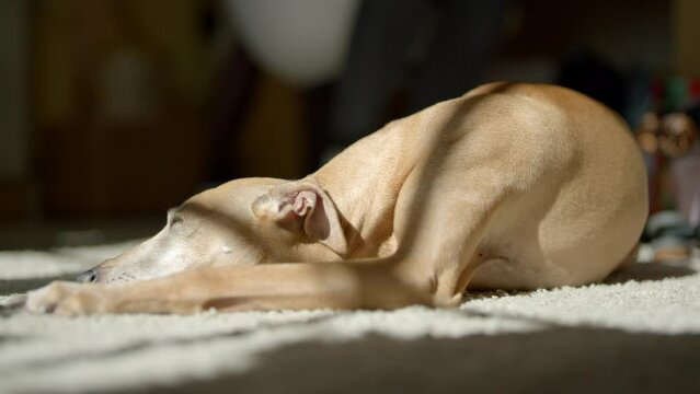 Puppy Warming Up in the Sun and Sleeping