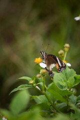 Hypolimnas bolina, the great eggfly, common eggfly, varied eggfly, or the blue moon butterfly, is a species of nymphalid butterfly found in Java, Indonesia