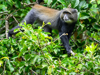 Blue Monkey sitting on a branch amongst foliage in the Arusha National Park in Tanzania