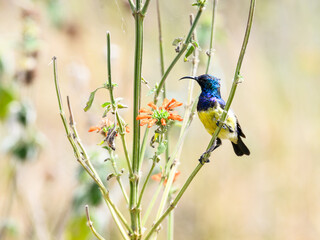 Variable sunbird sitting on a branch of a tree
