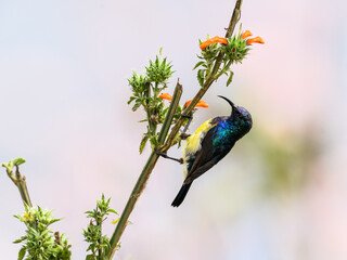 Variable sunbird sitting on a branch of a tree