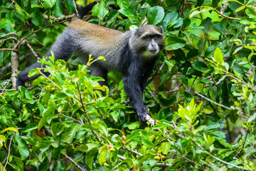 Blue Monkey sitting on a branch amongst foliage in the Arusha National Park in Tanzania