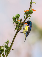 Variable sunbird sitting on a flower stem