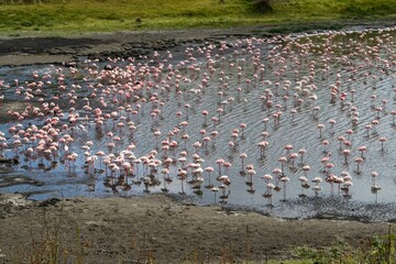a large colony of greater and lesser flamingos is resting on a lake in the Arusha African reserve 