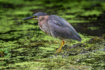 Green Heron fishing on algae bloom pond