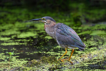 Green Heron fishing on algae bloom pond