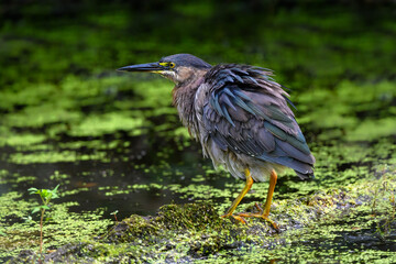 Green Heron fishing on algae bloom pond