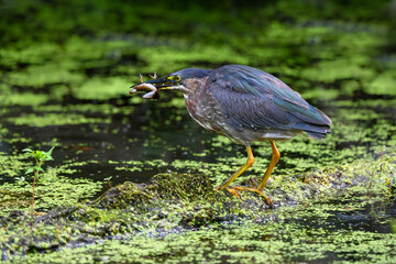 Green Heron holding a frog on algae bloom pond