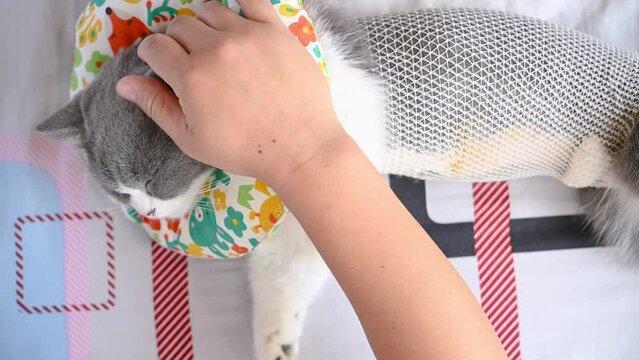 top view man gently stroking a british shorthair cat who is healing from an operation