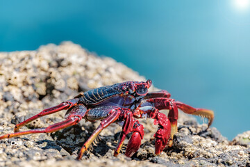 Red crab on the cliff close to the ocean on the Canary Islands.