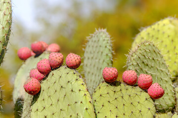 Cactus closeup, prickly pear or opuntia ficus - indica with purple ripe fruits on the Canary Islands.