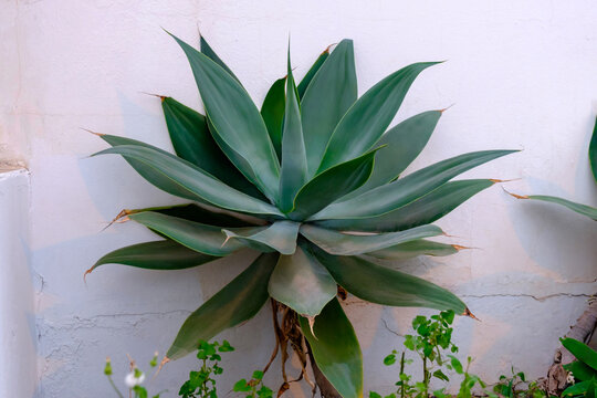 Schwanenhals-Agave Images  Browse 28 Stock Photos, Vectors, and Video |  Adobe Stock
