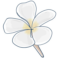 Illustration of  white Frangipani flowers