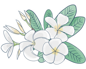 Fototapeta premium Illustration of white Frangipani flowers with green leaves