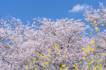 桜と菜の花と春の空