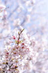 春の日差しを受けて耀く満開の桜
