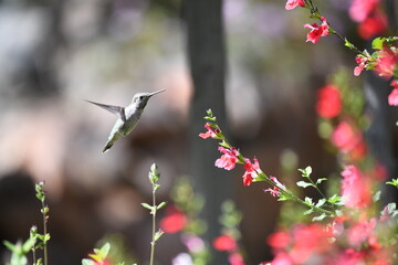Beautiful birds in natural arroundings