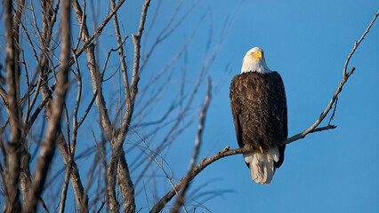 Beautiful birds in natural arroundings