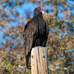 Beautiful birds in natural arroundings