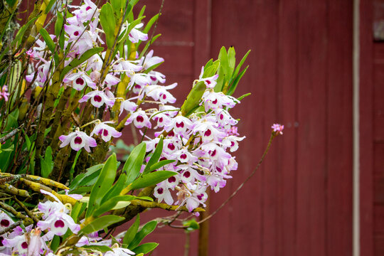 Orquídea olho de boneca  (Dendrobium nobile). Flores.