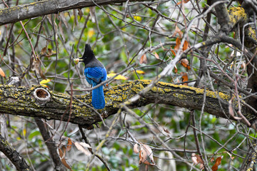 Beautiful birds in natural arroundings