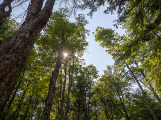 Fototapeta premium trees and sky