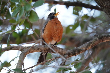 Beautiful birds in natural arroundings
