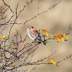 The endless beauty of birds.