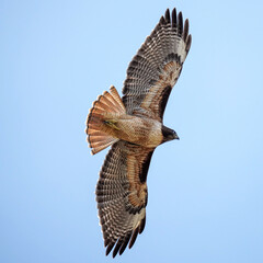 Beautiful birds in natural arroundings