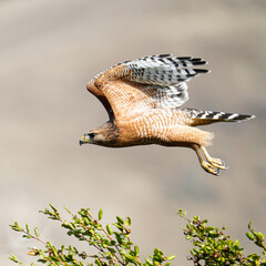 Beautiful birds in natural arroundings