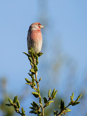 House Finch on a tree branch. 
