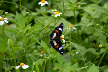 Female butterfly of Hypolimnas bolina, the great eggfly, common eggfly, varied eggfly, or the blue moon butterfly, is a species of nymphalid butterfly found in Java, Indonesia