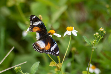 Hypolimnas bolina, the great eggfly, common eggfly, varied eggfly, or the blue moon butterfly, is a species of nymphalid butterfly found in Java, Indonesia