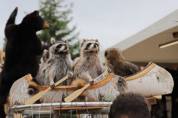 Wildlife (racoons) in a canoe