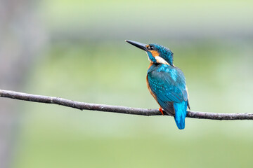 Close-up of a blue kingfisher sitting on a branch