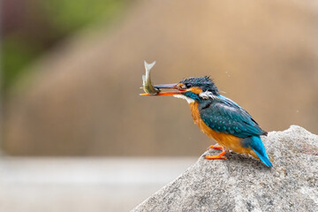 Close-up of a blue kingfisher eating a fish sitting on a stone