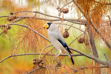 Beautiful Chinese Grosbeak sitting on branch and eating food
