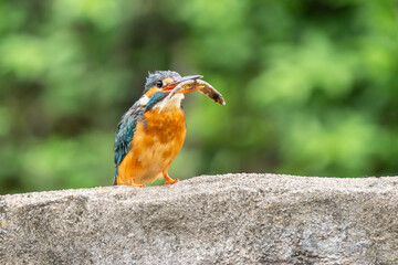 Close-up of a blue kingfisher eating a fish sitting on a stone