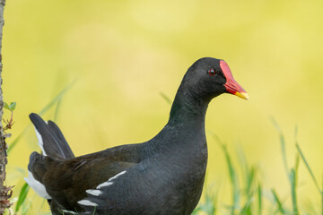 Close-up of a sitting / standing common moorhen with green backgorund