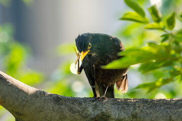 Close-up of a sitting common blackbird during spring time