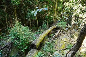 Photo sur Plexiglas Trois sœurs Blue Mountains National Park in Australia - オーストラリア ブルーマウンテン 国立公園