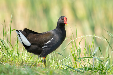 Close-up of a sitting / standing common moorhen with green backgorund