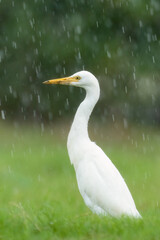 Close-up of a walking cattle egret (bubulcus ibis) with green background