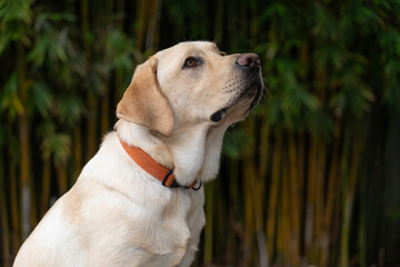 A yellow eight-month old labrador retriever posing for the camera.