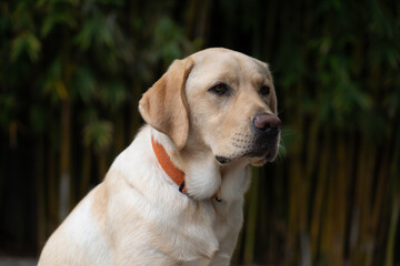 A yellow eight-month old labrador retriever posing for the camera.